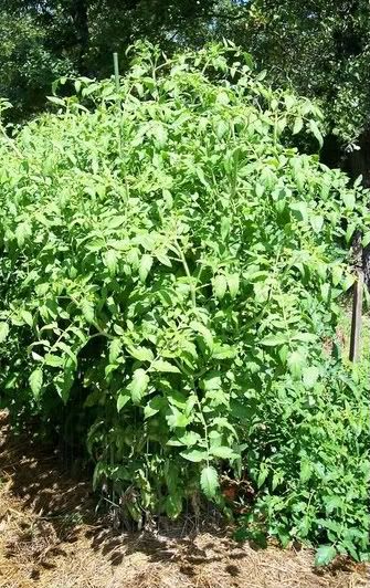  photo GiantPinkBelgiumPlant2007-1.jpg